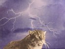 SMOG - Knock Knock - Vinyl (LP)