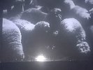 EA80 Mehr Schreie LP... Neurotic Arseholes, Boxhamsters, ChaosZ
