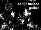 FORGOTTEN WOODS - as the wolves gather - BLACK LP 2007 - (No Colours Records)