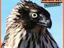 BLACKFOOT : MARAUDER : 180 GRAM AUDIOPHILE VINYL PRESSING LP
