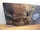 KIN PING MEH NO.2 IN 1972 MINT ZEBRA MONSTER AUS ARCHIV