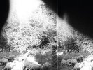 Godspeed You  Black Emperor ?– Asunder, Sweet And Other Distress Vinyl LP Gtfld