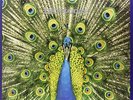 Bluetones The-Expecting To Fly  VINYL NEW