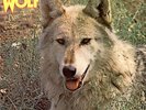 Darryl Way's Wolf Canis Lupus - 1st UK vinyl LP album record SDL14 DERAM 1973