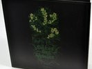 Cultes des Ghoules - Henbane DLP
