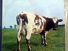 Pink Floyd-Atom Heart Mother.Original 1970 Australian Harvest Quad press.