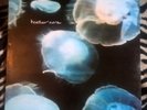 HEATHER NOVA GLOW STARS 12