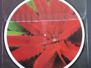 JEJUNE picture LP 1998 PUNK HARDCORE EMO SCREAMO INDIE ROCK JIMMY EAT WORLD SDRE