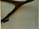 Wishbone Ash 