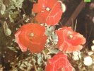 BRIL RUSSIAN COSMIC EXOTIC JAZZ FUNK DRUM BREAKS  HEAR LISTEN