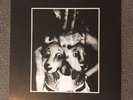 Cold Cave Crocodiles Blessure Grave 7