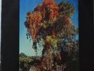 WE ALL TOGETHER - Same / Beat / Folkrock / Psych from Peru - original MAG