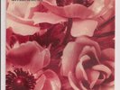 (THE SUNDAYS -Here's Where the Story Ends/Skin & Bones)-I7-7