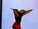 lp obi deram ucju-9092 paul gonsalves hummig bird vnl ex+ cvr nm-