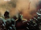 Steely Dan - Katy Lied - Mobile Fidelity Sound Lab Limited Ed / MFSL / LP