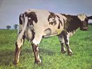 Pink Floyd   Atom Heart Mother Vinyl LP