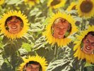 SUNNYBOYS Individuals LP AUSSIE GARAGE POWERPOP