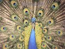 BLUETONES, The - Expecting To Fly - Vinyl (LP)
