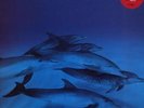 Frazier Chorus Ray - stickered + pr UK 2-LP vinyl record (Double Album)