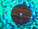 HRVRD The Inevitable And I 2x Vinyl LP from bird’s cage peacock harvard