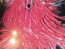 MORGOTH LP RESURRECTION ABSURD * TOP*