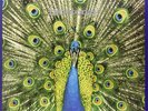 The Bluetones 