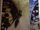 Moonspell The Butterfly Effekt Vinyl in Gelb-Marmoriert