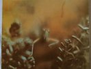 Steely Dan. Katy Lied. ABC Records – ABCL 5094. LP ex con.