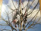 Moby The Poison Tree 12” Limited Number white vinyl NEW