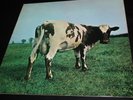 PINK FLOYD ATOM HEART MOTHER HÖR ZU HARVEST GERMANY SHZE  1970