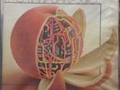 Ryo Kawasaki - Juice LP - 1976 - RCA Records.  MIGOS sample