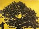 JOHNSON, Jack - In Between Dreams - Vinyl (gatefold LP)