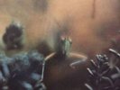 Rare Steely Dan Katy Lied LP ABC Records ABCD-846 original 1975 issue VG++. 