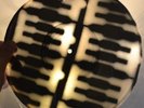 X-RAY 78rpm Rosamunda (Beer Barrel Polka) USSR RARE AUDIO ROENTGEN