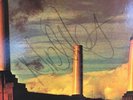 Pink Floyd “Animals” LP Autographed-Nick Mason 2nd Iss JC 34474 Columbia