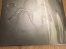Kate Bush: 50 Words For Snow (Vinyl) DLP / Like New