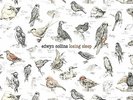 EDWYN COLLINS  LOSING SLEEP - 12
