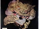 BLACK CAT BONES: Barbed Wire Sandwich USA Pickwick ’70 Blues Psych Vinyl LP NM-