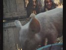 FICKLE PICKLE  Sinful skinful  LP  /  RSD 2018