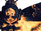 Lonely Kamel ?– Death's? ?Head Hawkmoth (White) Colored Vinyl LP Stoner Rock
