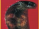 Blackfoot - Strikes 829421381129 (Vinyl Used Like New)
