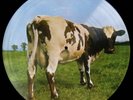 PINK FLOYD / ATOM HEART MOTHER / PICTURE DISC SHVL 781-P