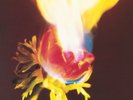ADORABLE - AGAINST PERFECTION-LIMITED FLAMING VINYL   VINYL LP NEW