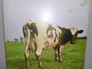 Pink Floyd Atom Heart Mother Quadraphonic  970 U.K. Issue NEAR MINT