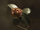 St. Paul & The Broken Bones - Young Sick Camellia (NEW 12