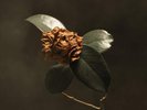 ST PAUL & THE BROKEN BONES 'YOUNG SICK CAMELLIA' VINYL LP (7th Sept. 2018)