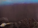 LIGHT OF DARKNESS -  Same S/T - LP - Re - Long Hair