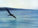 Chick Corea - Return to Forever