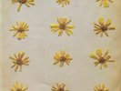 MOLOCHS, The - Flowers In The Spring - Vinyl (LP + insert + MP3 download code)