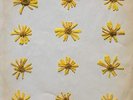 MOLOCHS-FLOWERS IN THE SPRING (DLCD) VINYL LP NUEVO
